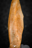 07296 - Nice Preserved 1.20 Inch Calceola sandalina Middle Devonian Horn Coral