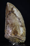 20165 - Great Serrated 2.02 Inch Carcharodontosaurus Dinosaur Tooth KemKem