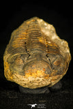 30434 - Top Rare 1.80 Inch Positive/Negative Eldredgeia venustus Devonian Trilobite - Bolivia