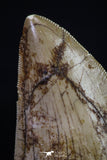 20165 - Great Serrated 2.02 Inch Carcharodontosaurus Dinosaur Tooth KemKem