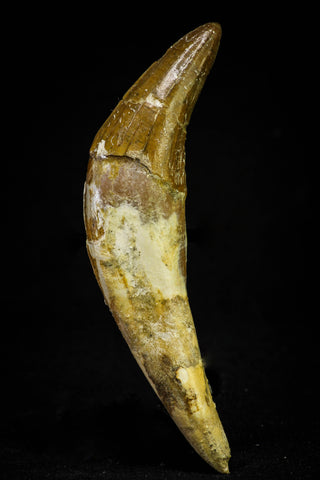 21028 - Top Rare 4.07 Inch Pappocetus lugardi (Whale Ancestor) Incisor Rooted Tooth Eocene
