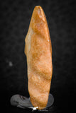 07296 - Nice Preserved 1.20 Inch Calceola sandalina Middle Devonian Horn Coral