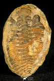 30434 - Top Rare 1.80 Inch Positive/Negative Eldredgeia venustus Devonian Trilobite - Bolivia