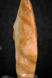 07296 - Nice Preserved 1.20 Inch Calceola sandalina Middle Devonian Horn Coral