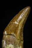 21028 - Top Rare 4.07 Inch Pappocetus lugardi (Whale Ancestor) Incisor Rooted Tooth Eocene