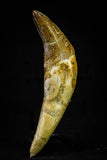 21028 - Top Rare 4.07 Inch Pappocetus lugardi (Whale Ancestor) Incisor Rooted Tooth Eocene