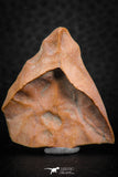 07297 - Great 1.31 Inch Calceola sandalina Middle Devonian Horn Coral