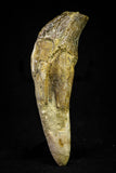 21029 - Top Rare 3.89 Inch Pappocetus lugardi (Whale Ancestor) Incisor Rooted Tooth Eocene