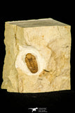 30435 - Top Quality 0.62 Inch Viaphacops bombifrons Lower Devonian Trilobite - Oklahoma USA