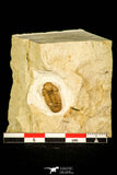30435 - Top Quality 0.62 Inch Viaphacops bombifrons Lower Devonian Trilobite - Oklahoma USA