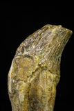 21029 - Top Rare 3.89 Inch Pappocetus lugardi (Whale Ancestor) Incisor Rooted Tooth Eocene