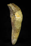 21029 - Top Rare 3.89 Inch Pappocetus lugardi (Whale Ancestor) Incisor Rooted Tooth Eocene