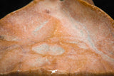 07297 - Great 1.31 Inch Calceola sandalina Middle Devonian Horn Coral