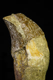 21029 - Top Rare 3.89 Inch Pappocetus lugardi (Whale Ancestor) Incisor Rooted Tooth Eocene