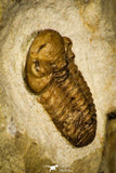 30435 - Top Quality 0.62 Inch Viaphacops bombifrons Lower Devonian Trilobite - Oklahoma USA