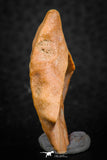 07297 - Great 1.31 Inch Calceola sandalina Middle Devonian Horn Coral