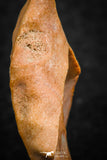 07297 - Great 1.31 Inch Calceola sandalina Middle Devonian Horn Coral