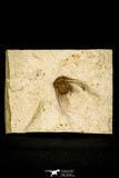 30436 - Top Quality 1.22 Inch Kettneraspis williamsi Lower Devonian Trilobite - Oklahoma, USA