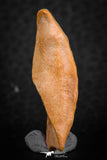 07297 - Great 1.31 Inch Calceola sandalina Middle Devonian Horn Coral