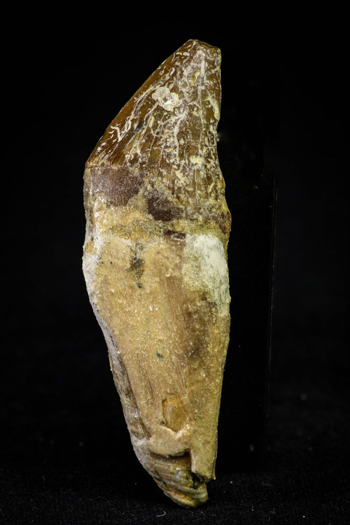 21031 - Top Rare 2.02 Inch Pappocetus lugardi (Whale Ancestor) Incisor Rooted Tooth Eocene