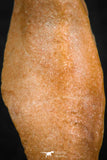 07297 - Great 1.31 Inch Calceola sandalina Middle Devonian Horn Coral