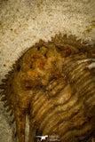 30436 - Top Quality 1.22 Inch Kettneraspis williamsi Lower Devonian Trilobite - Oklahoma, USA
