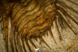 30436 - Top Quality 1.22 Inch Kettneraspis williamsi Lower Devonian Trilobite - Oklahoma, USA