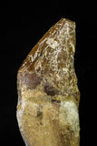 21031 - Top Rare 2.02 Inch Pappocetus lugardi (Whale Ancestor) Incisor Rooted Tooth Eocene
