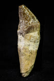 21031 - Top Rare 2.02 Inch Pappocetus lugardi (Whale Ancestor) Incisor Rooted Tooth Eocene