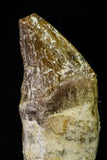 21031 - Top Rare 2.02 Inch Pappocetus lugardi (Whale Ancestor) Incisor Rooted Tooth Eocene