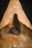 07298 - Well Preserved 1.19 Inch Calceola sandalina Middle Devonian Horn Coral
