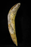 21032 - Top Rare 2.24 Inch Pappocetus lugardi (Whale Ancestor) Incisor Rooted Tooth Eocene