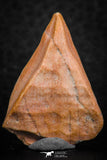 07298 - Well Preserved 1.19 Inch Calceola sandalina Middle Devonian Horn Coral