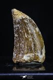 20168 - Nicely Serrated 0.97 Inch Juvenile Carcharodontosaurus Dinosaur Tooth KemKem