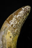 21032 - Top Rare 2.24 Inch Pappocetus lugardi (Whale Ancestor) Incisor Rooted Tooth Eocene