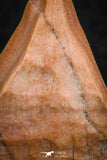 07298 - Well Preserved 1.19 Inch Calceola sandalina Middle Devonian Horn Coral
