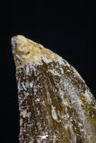 20168 - Nicely Serrated 0.97 Inch Juvenile Carcharodontosaurus Dinosaur Tooth KemKem