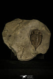 30437- Nicely Preserved 2.15 Inch Dalmanites limulurus Lower Silurian Trilobite - New York USA