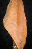 07298 - Well Preserved 1.19 Inch Calceola sandalina Middle Devonian Horn Coral