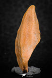 07298 - Well Preserved 1.19 Inch Calceola sandalina Middle Devonian Horn Coral