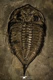 30437- Nicely Preserved 2.15 Inch Dalmanites limulurus Lower Silurian Trilobite - New York USA