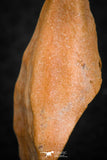 07298 - Well Preserved 1.19 Inch Calceola sandalina Middle Devonian Horn Coral