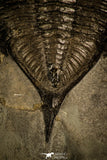 30437- Nicely Preserved 2.15 Inch Dalmanites limulurus Lower Silurian Trilobite - New York USA