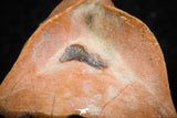 07298 - Well Preserved 1.19 Inch Calceola sandalina Middle Devonian Horn Coral