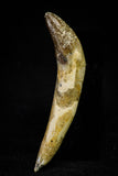 21032 - Top Rare 2.24 Inch Pappocetus lugardi (Whale Ancestor) Incisor Rooted Tooth Eocene