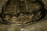 30437- Nicely Preserved 2.15 Inch Dalmanites limulurus Lower Silurian Trilobite - New York USA