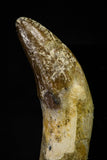 21032 - Top Rare 2.24 Inch Pappocetus lugardi (Whale Ancestor) Incisor Rooted Tooth Eocene
