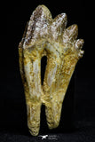 21014 - Top Rare 2.41 Inch Pappocetus lugardi (Whale Ancestor) Molar Rooted Tooth