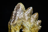 21014 - Top Rare 2.41 Inch Pappocetus lugardi (Whale Ancestor) Molar Rooted Tooth