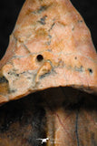 07299 - Beautiful 1.10 Inch Calceola sandalina Middle Devonian Horn Coral